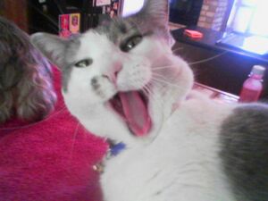 Cat yawn.jpg