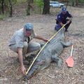 Some lolologists measure a happy dead crocodile to decide whose cock will fit better. Cockodologists, they call themselves.