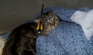 Arrow Cats - 35.jpg