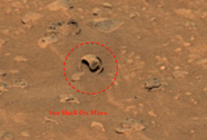 Curiosity rover mars photo sea-shell.png