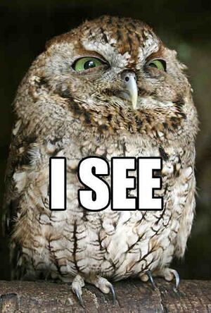 Owl I See.jpg