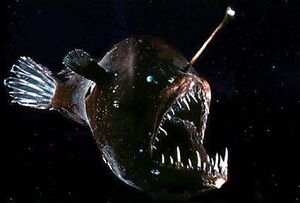 Angler fish.jpg