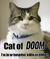 Cat of Doom