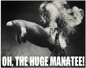 Huge manatee.jpg