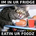 Warning: cats will eat your delishuss foodz