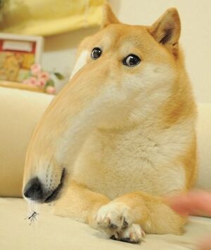 Anteaternose doge.jpg