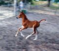 Sam galloping in the paddock.