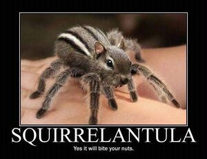 Animals - Fauxpics - Squirrelantula.jpg