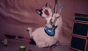 Cat Rockout.jpg