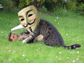 The metaphorical fight between anonymous and DM.