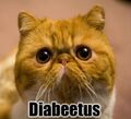 Wilford Brimley's secret experiment to create Cat Diabeetus.