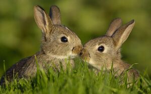 Bun-Buns - Muzzle Puff Kiss.jpg