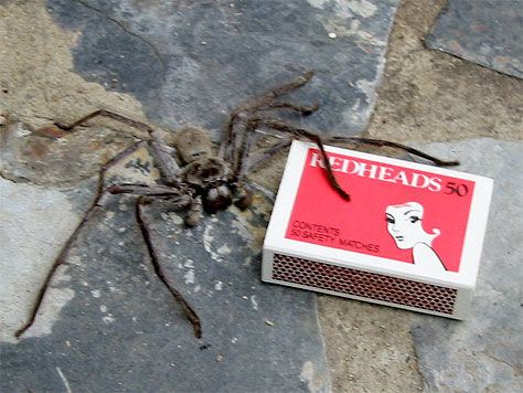 File:Arson spider.jpg
