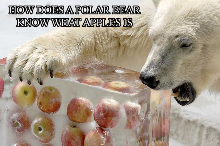 File:Apples bear.jpeg