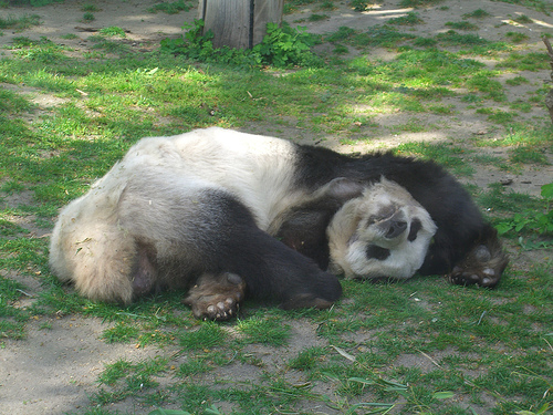 File:PandasLeftToDie.jpg