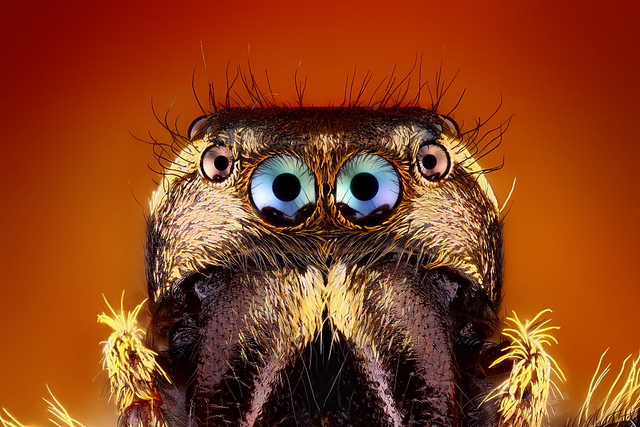 File:Jumping Spider eyes.png