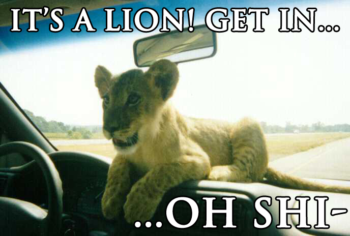 File:Lionohshit.jpg