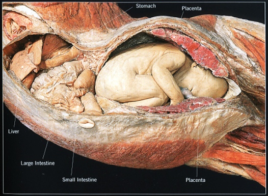 Which is sexier, the dissected corpse or the unborn baby?