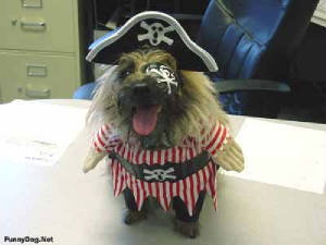 File:Pirate-dog.jpg.w300h225.jpg