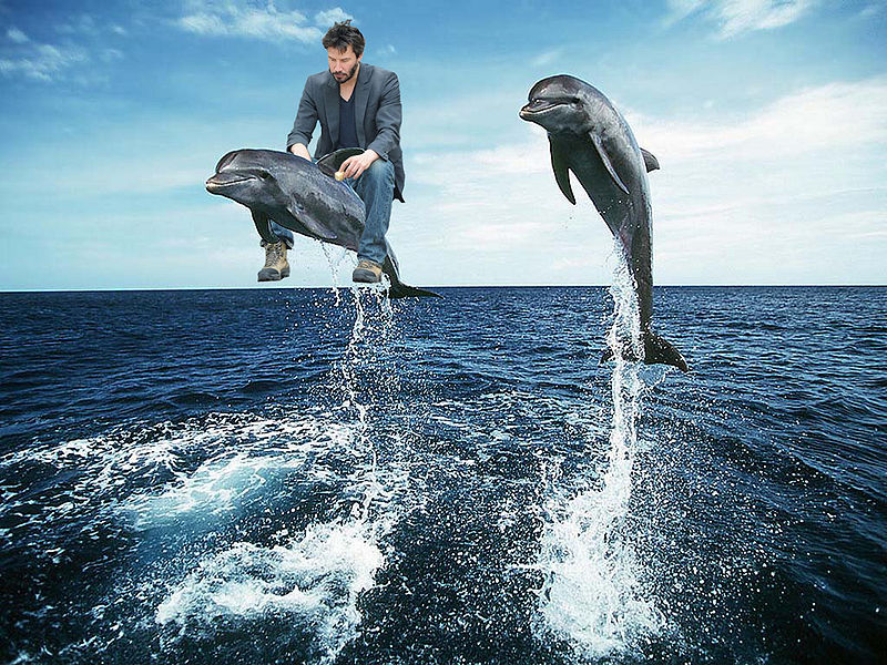 File:Keanu Dolphin.jpg