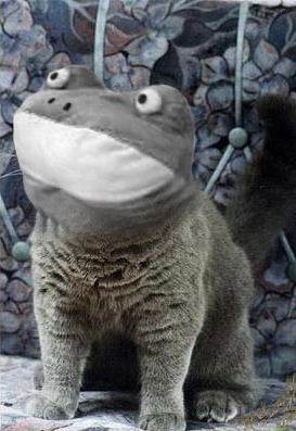 HAPPYCAT Happyfrog GET OUT.jpg