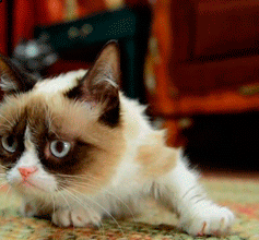 File:Surprise Grumpy Cat.gif