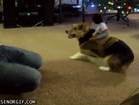 Rodeo dog.gif