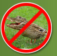 Anti-crocoduck propaganda