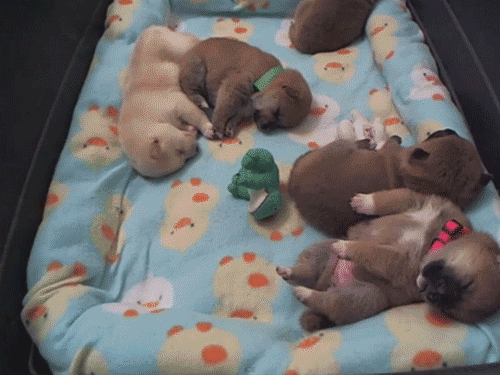 File:Sleeping puppies.gif