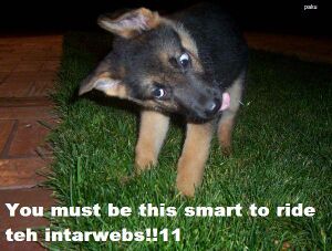 Smart internet dog.jpg