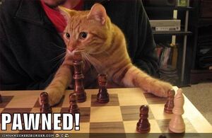 Pawnedchesscat.jpg