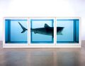 WTF a shark in a tank is art?