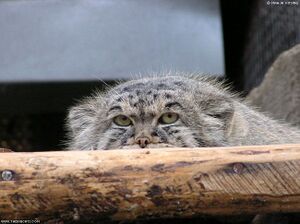 Manul 10.jpg