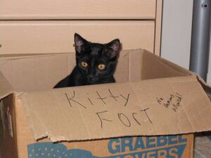 Kitty Fort.jpg