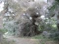 For no apparent reason, a huge swarm of unidentified spiders is building a giant web in North Texas.