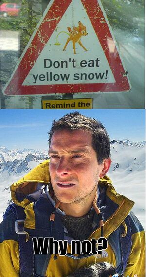 Yellow snow Bear Grylls.jpg