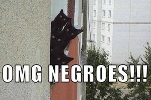 Omg negroes cat.jpg