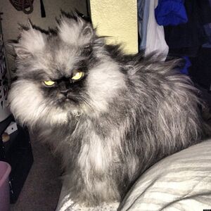 Colonel Meow - Photos - 20.jpg