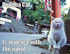 Buddhacat.jpg