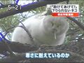 Japancat is stuck in a tree :-(