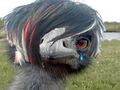 Some emus are also emo.