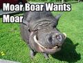 Moar boar wants moar.