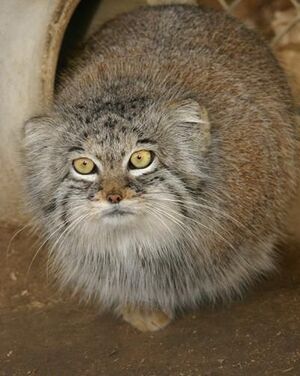 Manul 03.jpg