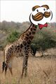 Gordon the Pringles Girraffe spotted for the first time in the continent of Africa.