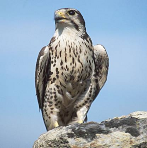 FALCON.PNG