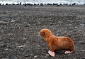 Even in the animal kingdom, gingers are rightfully shunned.