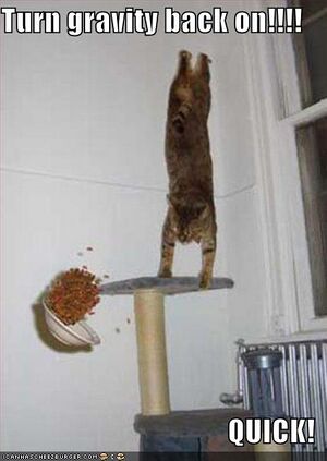 Funny-pictures-gravity-cat.jpg