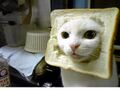 See!, even cats love toast.