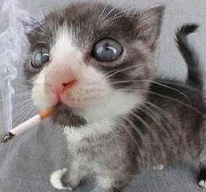 Raspberry userbox.jpg