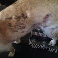 One of Vex's previous dogs with scabs running down its body. Vex claims this is a result of "allergies".